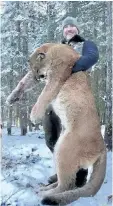  ?? HO-FACEBOOK-STEVE ECKLUND ?? Canadian TV host Steve Ecklund holds a cougar in a photo from his Facebook page.