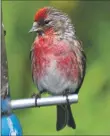  ?? Photo by Howard Walker ?? Lesser redpoll also in breeding plumage.