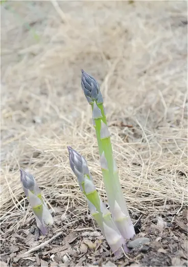  ?? BARBARA DAMROSCH / THE WASHINGTON POST ?? Asparagus mulched with hay. “One never plows asparagus and it gets along fine. Except for new sod, why plow anything, ever?” asked author Ruth Stout.