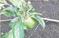  ??  ?? The apple trees had just started to bear fruit when they were chopped down