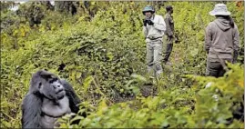  ?? BEN CURTIS/AP 2015 ?? A tourist takes photos of a male silverback mountain gorilla in northern Rwanda.