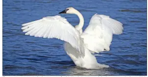  ??  ?? The trumpeter swan is the largest waterfowl in North America and the largest swan in the world. Its wingspan may be larger than an eagle’s, and a large individual may weigh half again as much as a big Thanksgivi­ng turkey.