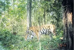  ??  ?? ABOVE
A tiger family photograph­ed by a trap camera in Huai Kha Khaeng Wildlife Sanctuary.