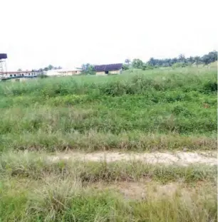  ?? PHOTOS: ?? A vast land of the college converted into farm Victor Edozie