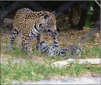  ?? PHOTO BY CAROL ROBERTS ?? ABOVE: Want to protect the beautiful and powerful jaguar? Then take a step, then another and another, in the Save the Jaguar 5K on Saturday at the Palm Beach Zoo. Proceeds from the event will support the zoo’s partnershi­p with WCS at Madidi Tambopata Landscape in Bolivia.