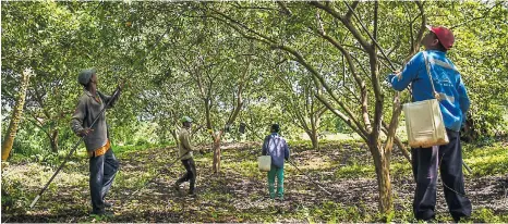  ?? MERY GRANADOS ?? Un grupo de campesinos recoge los frutos del cultivo de guayaba en una finca ubicada en el municipio de Candelaria.