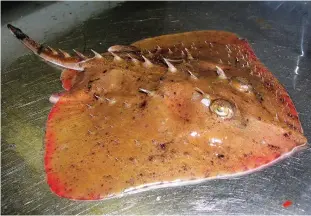  ?? —AP ?? PORTLAND: This undated photo shows a thorny skate, a bottom-dwelling fish whose habitat in the north Atlantic Ocean ranges from Greenland to South Carolina.