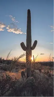  ?? SERVICE
HANNAH SCHWALBE/NATIONAL PARK ?? The sun sets along Tanque Verde Ridge Trail at Saguaro National Park.