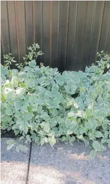  ??  ?? Goutweed, although not considered a noxious weed, is none- the- less an aggressive spreader and will take over entire garden spaces if not contained.