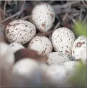  ?? Rick Loomis Los Angeles Times ?? QUAIL EGGS near Joshua Tree National Park. Birds that fly less often have eggs that are more round.