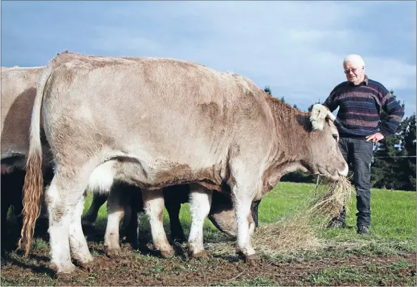  ??  ?? TOP BEEF: Colin Lyon with one of his braunvieh cows he farms near Pleasant Point in South Canterbury.