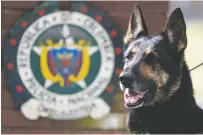  ?? FERNANDO VERGARA/ASSOCIATED PRESS ?? Drug dog Sombra has helped detect more than 2,000 kilos of cocaine. She sits outside the police station Thursday in Bogota, Colombia. Colombian police revealed that the Gulf Clan, a cartel that boasts its own guerrilla army, has offered a reward to whoever kills Sombra.