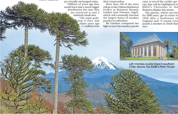  ??  ?? Left, monkey puzzle trees in southern Chile. Above, the RGBE’s Palm House