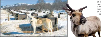  ??  ?? TROMSÖ. En este puerto, los turistas pueden tomar un paseo en trineos tirados por perros.