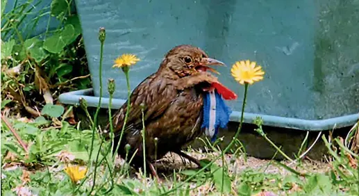  ??  ?? Birds dressed in tinsel or tied with trinkets have been found stressed or starved in the Wellington suburb of Kilbirnie by the SPCA.