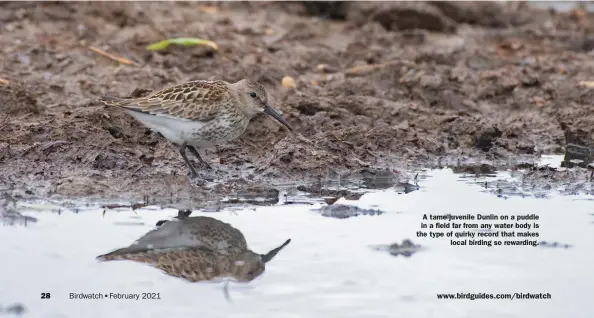  ??  ?? A tame juvenile Dunlin on a puddle in a field far from any water body is the type of quirky record that makes local birding so rewarding.