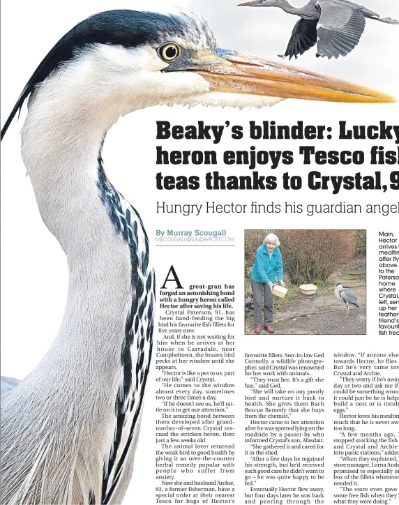  ??  ?? Main, Hector arrives for mealtime after flying, above, to the Patersons’ home where Crystal, left, serves up her feathery friend’s favourite fish treats
