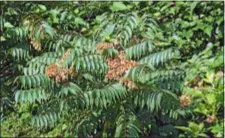  ?? SUBMITTED PHOTO ?? The invasive spotted lanternfly is attracted to Chinese tree of heaven plantings.