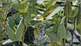  ?? SUBMITTED PHOTO ?? Common milkweed is making a comeback in part because it’s an important food source for the monarch butterfly. The milkweed’s seedpods can be crafted into wreaths, art and more.