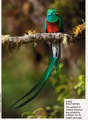  ??  ?? FINE FEATHERS The quetzal of Central America was prized by milliners for its bright plumage.