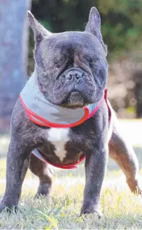  ??  ?? Honeybear the french bulldog may be one of the 100 animals unaccounte­d for at troubled Storybook Farm.