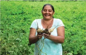  ?? Foto: Michael Krämer ?? Evangelina Quintanill­a freut sich über die gute Jícama-Ernte.
