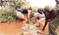  ?? — Picture: Thupeyo Muleya ?? Zimbabwe Parks and Wildlife Management Authority rangers and officials from Bubye Conservanc­y in Beitbridge prepare to transport the sedated cheetah.