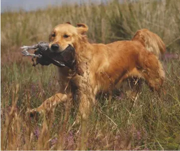  ??  ?? Above: a show-bred golden retrieving – the writer couldn’t spot any variation between show-bred dogs and those bred to workLeft: Dorset dog Windworker’s English Teak, owned and handled by Diana Lambertz, taking part in the test