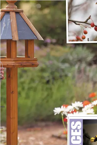  ??  ?? ABOVE: Declan Murphy at Tinakilly House this week. LEFT: A blue tit – which can have 10 young to look after. LEFT: Declan’s book. TOP: A bullfinch.