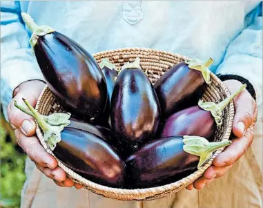  ?? RENEE’S GARDEN PHOTOS ?? Little Prince eggplants, from Renee’s Garden, the seed company of gardening entreprene­ur Renee Shepherd, are among the company’s line of container-garden seeds sold at independen­t nurseries and garden centers.