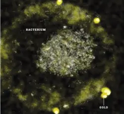  ??  ?? The C. metallidur­ans bacterium collects tiny lumps of gold, pumping them out onto its surface. The ability might be used for mining.