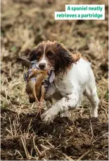  ?? ?? A spaniel neatly retrieves a partridge