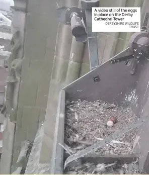  ?? DERBYSHIRE WILDLIFE TRUST ?? A video still of the eggs in place on the Derby Cathedral Tower