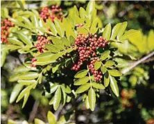  ??  ?? The broad-leaved pepper tree bears thousands of these red berries at this time of year.