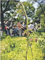  ?? DAVID COOPER TORONTO STARFILE PHOTO ?? Dog strangling vine is an invasive plant that chokes out native growth, a hazard for the GTA’s green spaces.