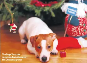  ??  ?? The Dogs Trust has suspended adoption over the Christmas period