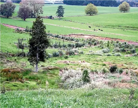  ??  ?? This Waikato dairy and drystock farm has 12 wetlands of various sizes, 5ha of manuka planted and another 8ha planned.