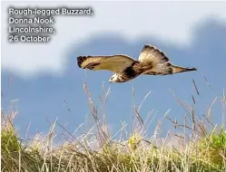  ?? ?? Rough-legged Buzzard, Donna Nook Lincolnshi­re, 26 October