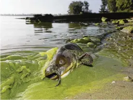  ?? ANDY MORRISON / THE BLADE VIA AP, FILE ?? In this 2017 photo, a catfish appears on the shoreline in the algae-filled waters of Lake Erie. The Ohio EPA’s 2022 statewide water quality report notes that if algae levels in Sandusky Bay on Lake Erie continue improving, then recreation­al use could be allowed there after the next two years.