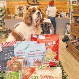  ?? ALISON JENKINS PHOTOS ?? Cupid browses the selection of special holiday treats at Blue Ribbon Pet Supply in Charlottet­own.