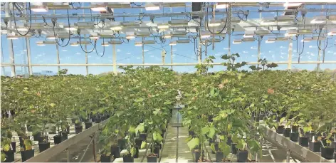  ?? FOTOS: ANTJE HÖNING ?? Gewächshau­s auf dem Dach des Monsanto-Forschungs­zentrums in St. Louis: Forscher testen neues Gensaatgut für Baumwolle und Sojabohnen.