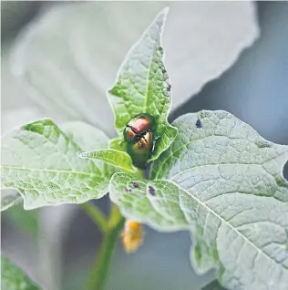  ?? Ute Woltron ?? Wir mögen sie oft nicht, aber wir brauchen sie: Insekten.