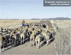  ?? ?? El ganado avanza por un tramo de carretera.