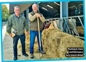  ?? ?? Mucking in: Dave and Rob have a busy season ahead