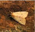  ??  ?? A pale Angle-striped Sallow moth, prevalent in central England, stands out against the brownish sandstone.