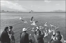  ?? YANG ZONGYOU / XINHUA ?? Visitors feed black-headed gulls by Erhai Lake.