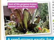  ??  ?? Seed of this gorgeous bronze banana can be found online