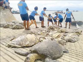  ??  ?? Philippine maritime police unload endangered sea turtles seized from a Chinese boat at Hasa-Hasa Shoal last April.