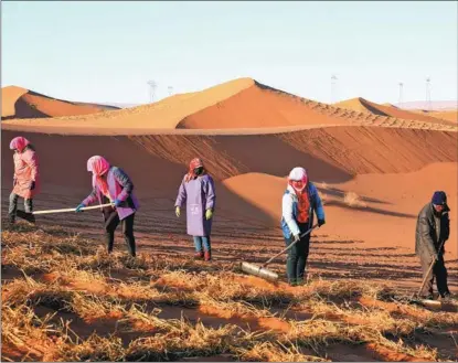  ?? YANG YONGWEI / FOR CHINA DAILY ?? Sandcontro­l workers help prepare barriers that will house sand-resistant plants, in Gansu province.