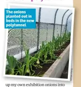  ??  ?? The onions planted out in beds in the new polytunnel